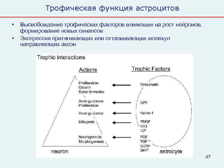   Трофическая функция астроцитов  •  Высвобождение трофических факторов влияющих на рост