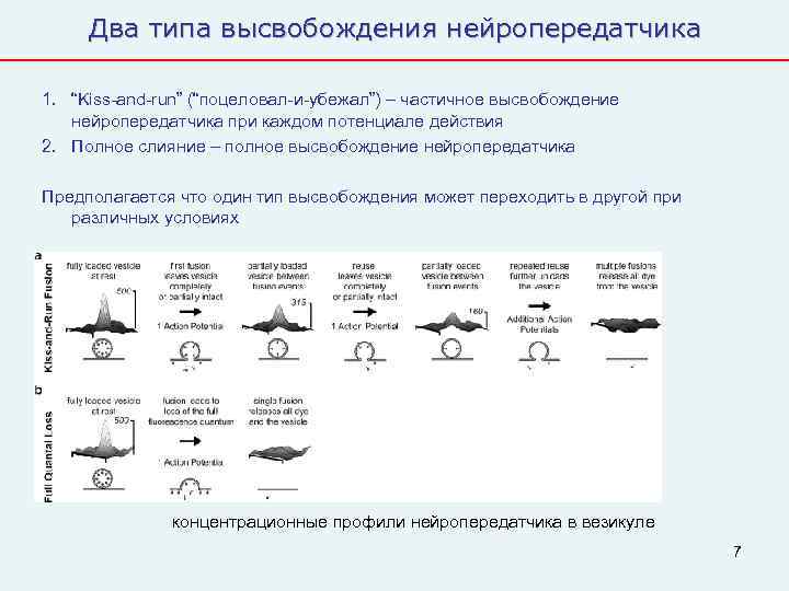  Два типа высвобождения нейропередатчика 1. “Kiss-and-run” (“поцеловал-и-убежал”) – частичное высвобождение  нейропередатчика при