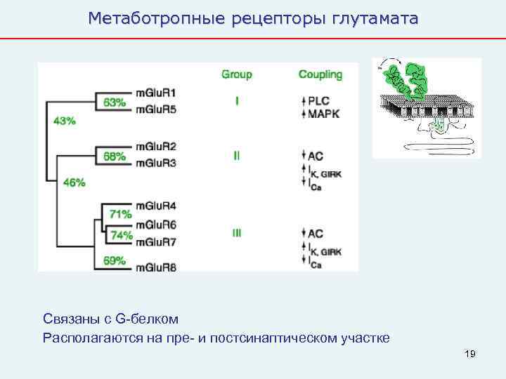  Метаботропные рецепторы глутамата Связаны с G-белком Располагаются на пре- и постсинаптическом участке 