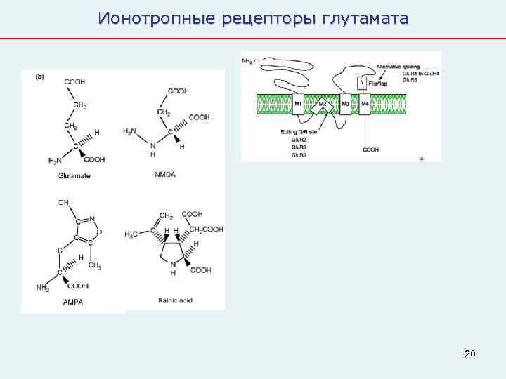 Ионотропные рецепторы глутамата    20 