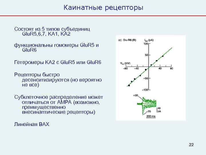    Каинатные рецепторы  Состоят из 5 типов субъединиц  Glu. R