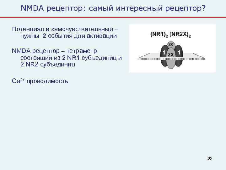  NMDA рецептор: самый интересный рецептор?  Потенциал и хемочувствительный –  нужны 2
