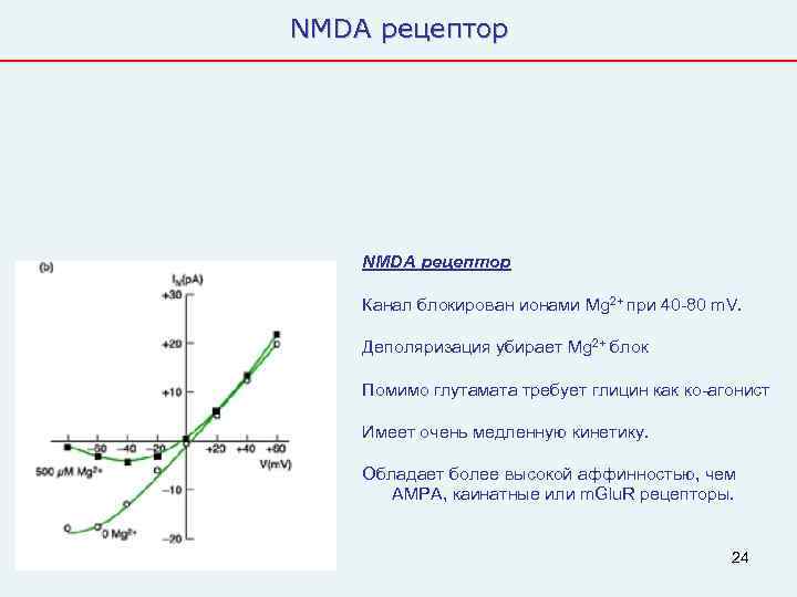 NMDA рецептор   NMDA рецептор Канал блокирован ионами Mg 2+ при 40 -80