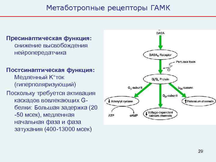   Метаботропные рецепторы ГАМК  Пресинаптическая функция:  снижение высвобождения  нейропередатчика Постсинаптическая