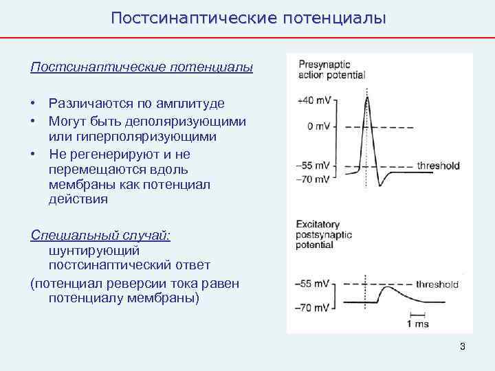   Постсинаптические потенциалы  • Различаются по амплитуде • Могут быть деполяризующими 