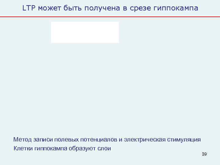  LTP может быть получена в срезе гиппокампа Метод записи полевых потенциалов и электрическая