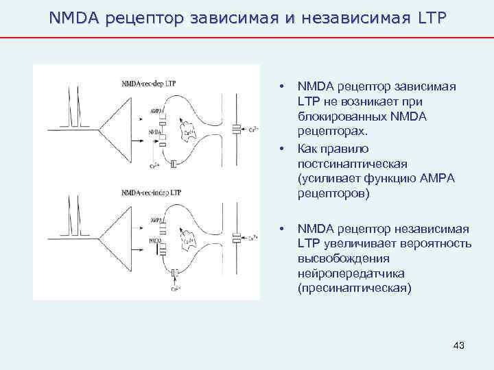 NMDA рецептор зависимая и независимая LTP      •  NMDA