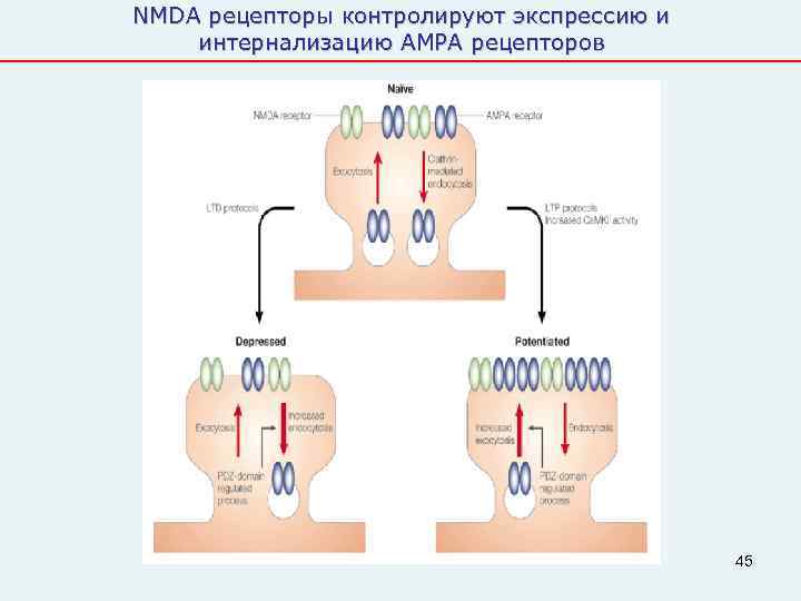 NMDA рецепторы контролируют экспрессию и интернализацию AMPA рецепторов    45 