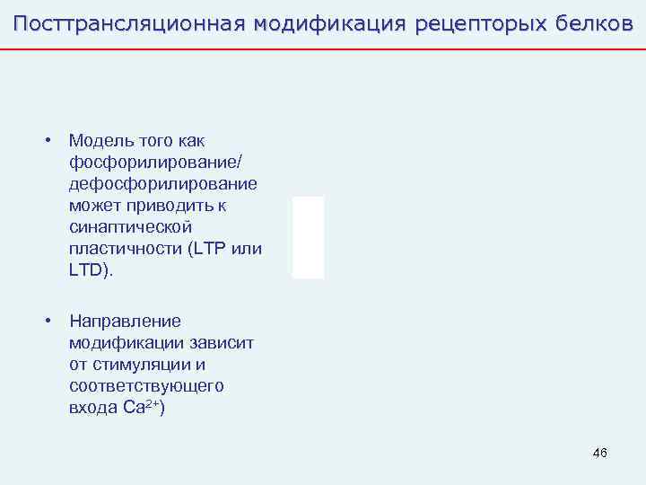 Посттрансляционная модификация рецепторых белков  • Модель того как фосфорилирование/ дефосфорилирование может приводить к