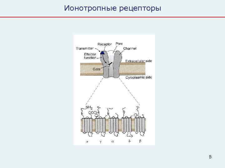 Ионотропные рецепторы     5 