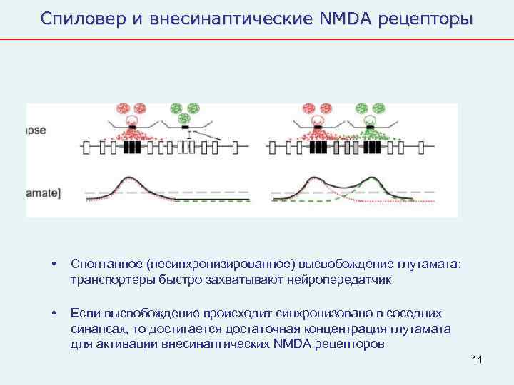 Спиловер и внесинаптические NMDA рецепторы  •  Спонтанное (несинхронизированное) высвобождение глутамата:  транспортеры