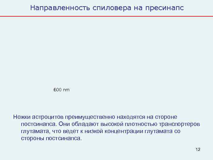  Направленность спиловера на пресинапс   600 nm Ножки астроцитов преимущественно находятся на
