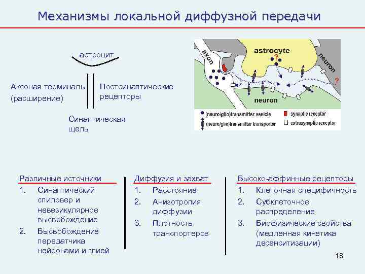  Механизмы локальной диффузной передачи   астроцит  Аксоная терминаль  Постсинаптические (расширение)