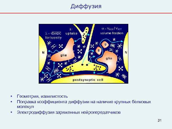       Диффузия •  Геометрия, извилистость •  Поправка