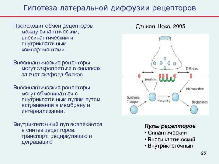   Гипотеза латеральной диффузии рецепторов Происходит обмен рецепторов  Даниел Шоке, 2005 