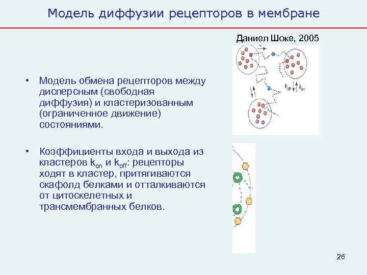   Модель диффузии рецепторов в мембране       Даниел