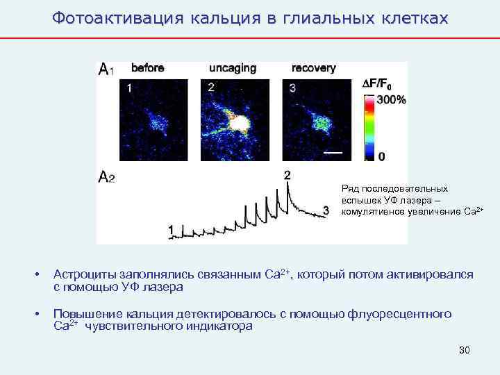   Фотоактивация кальция в глиальных клетках     Ряд последовательных 