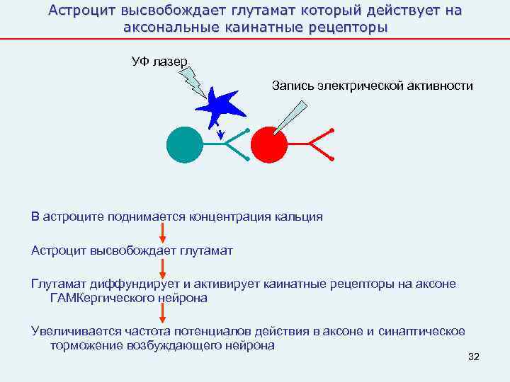  Астроцит высвобождает глутамат который действует на  аксональные каинатные рецепторы   УФ