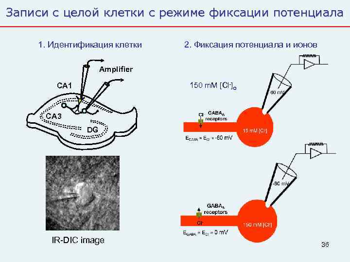 Записи с целой клетки с режиме фиксации потенциала 1. Идентификация клетки  2. Фиксация