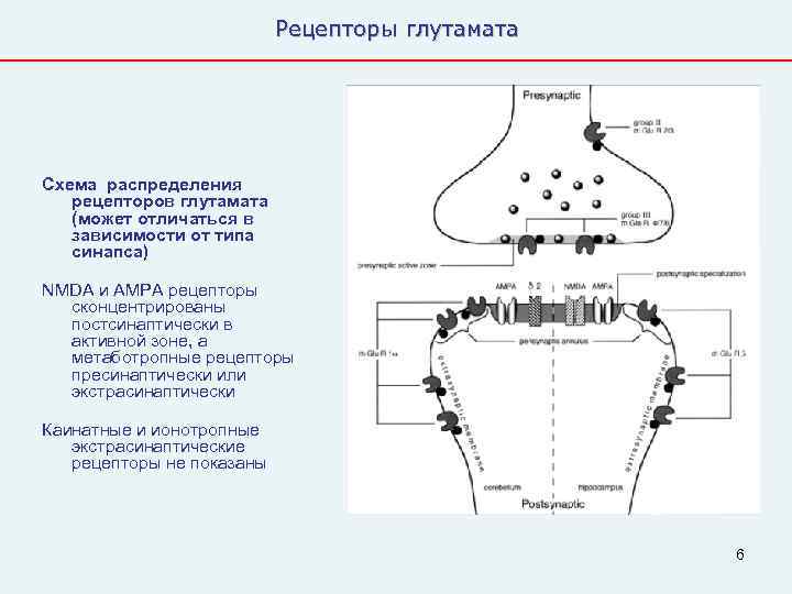       Рецепторы глутамата Схема распределения  рецепторов глутамата 