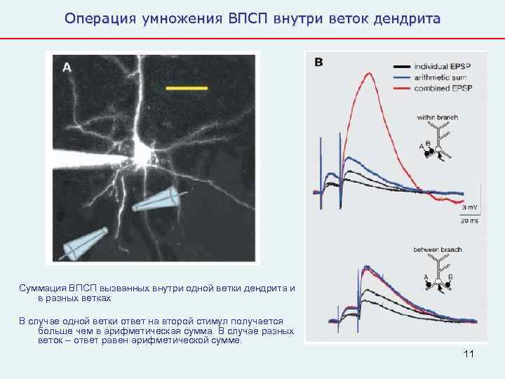   Операция умножения ВПСП внутри веток дендрита Суммация ВПСП вызванных внутри одной ветки