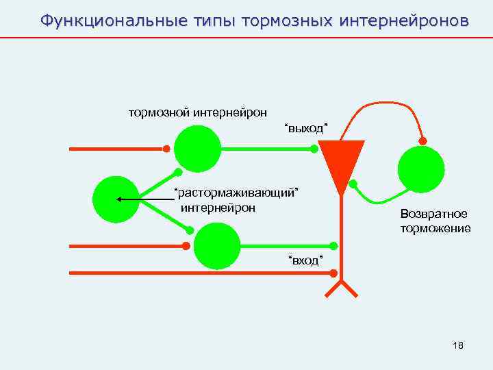 Функциональные типы тормозных интернейронов   тормозной интернейрон      