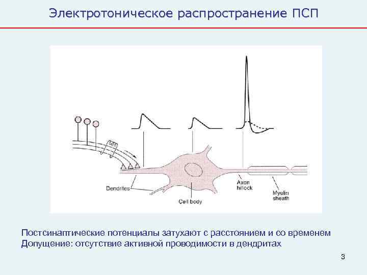  Электротоническое распространение ПСП Постсинаптические потенциалы затухают с расстоянием и со временем Допущение: отсутствие