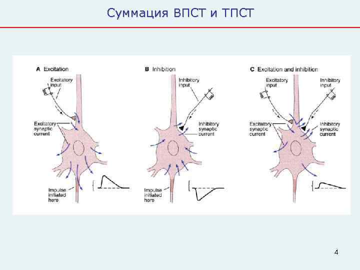 Суммация ВПСТ и ТПСТ      4 
