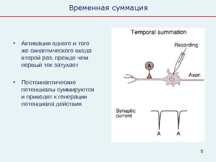    Временная суммация • Активация одного и того  же синаптического входа