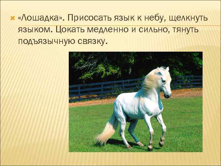   «Лошадка» .   Присосать язык к небу, щелкнуть языком. Цокать медленно