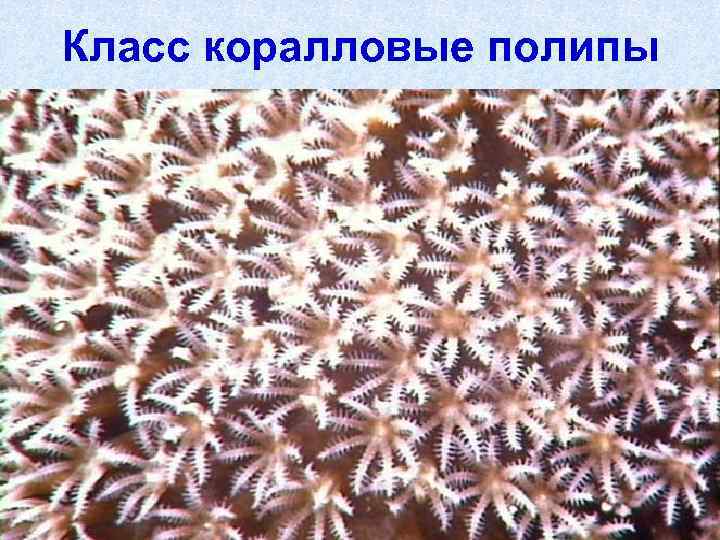 Класс коралловые полипы 