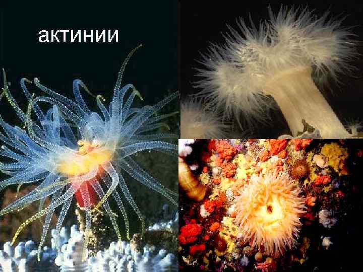 актинии 