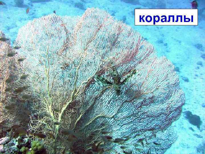 кораллы 