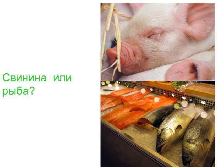 Свинина или рыба? 
