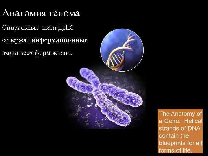 Анатомия генома Спиральные нити ДНК содержат информационные коды всех форм жизни. 