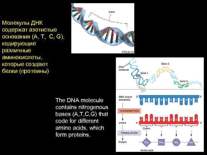 Молекулы ДНК содержат азотистые основания (А, Т, C, G), кодирующие различные аминокислоты, которые создают