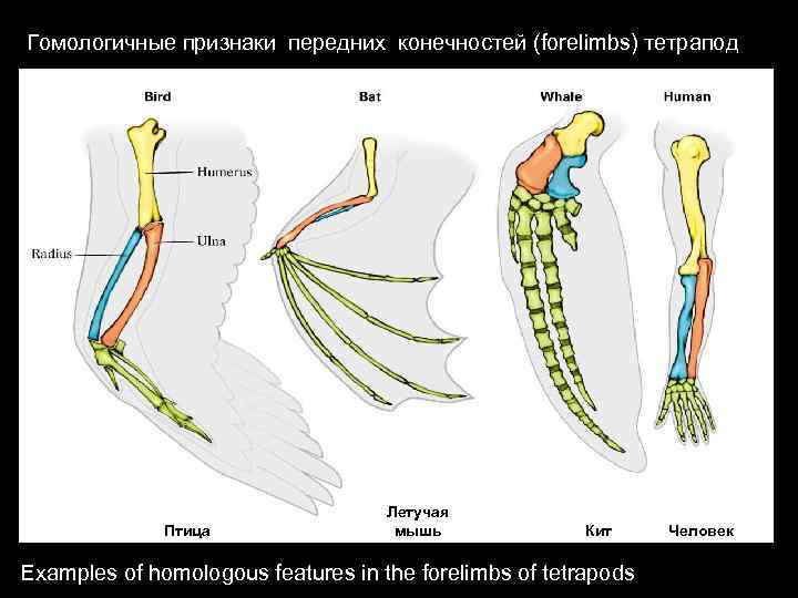 Гомологичные органы крыло птицы и ласты кита. Эволюция конечностей позвоночных. Гомология передних конечностей. Гомологичные конечности позвоночных. Эволюция передней конечности.