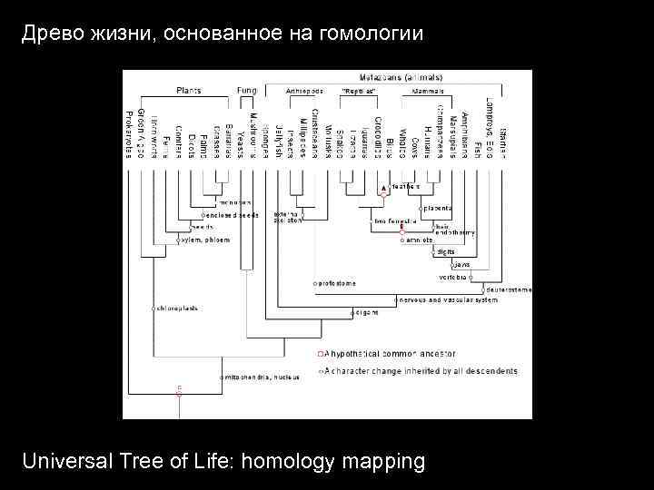 Древо жизни, основанное на гомологии Universal Tree of Life: homology mapping 