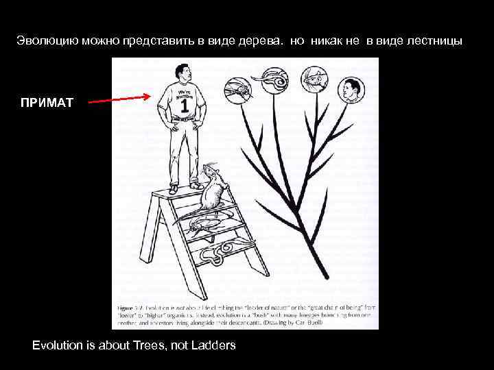 Эволюцию можно представить в виде дерева. но никак не в виде лестницы ПРИМАТ Evolution