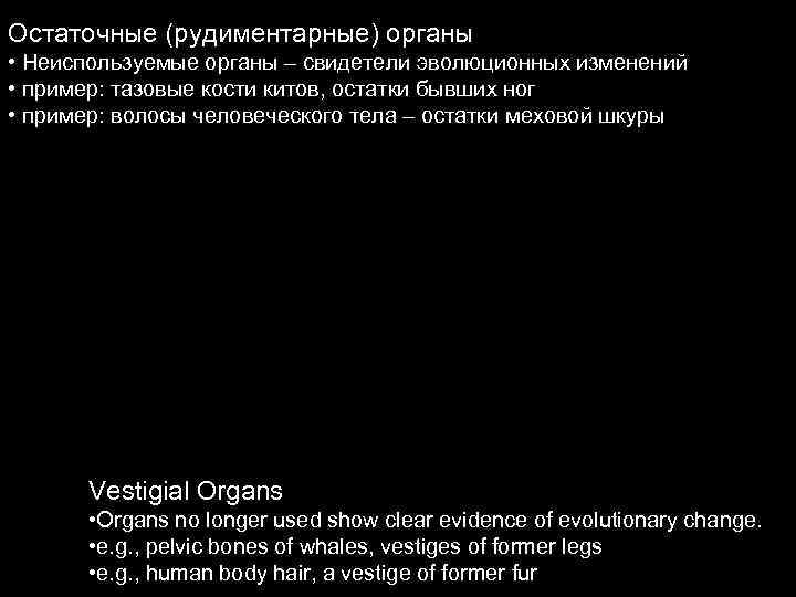 Остаточные (рудиментарные) органы • Неиспользуемые органы – свидетели эволюционных изменений • пример: тазовые кости