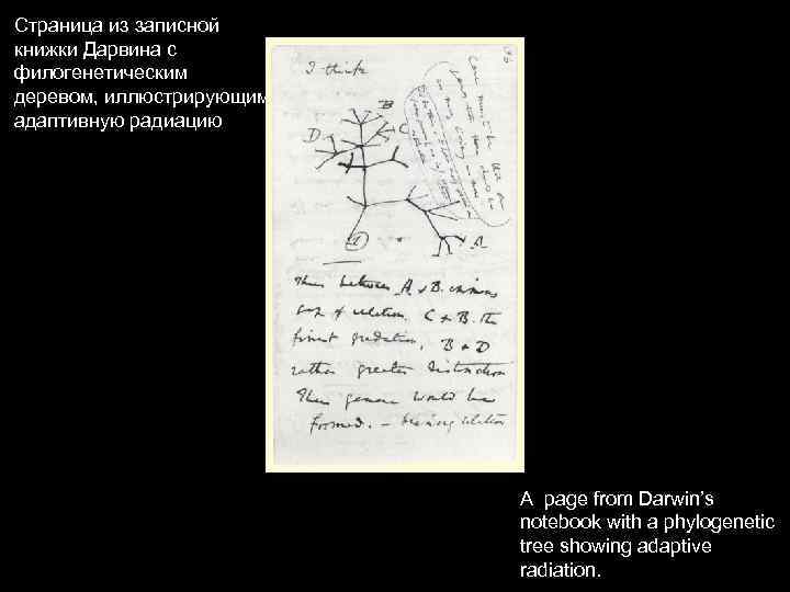 Страница из записной книжки Дарвина с филогенетическим деревом, иллюстрирующим адаптивную радиацию A page from