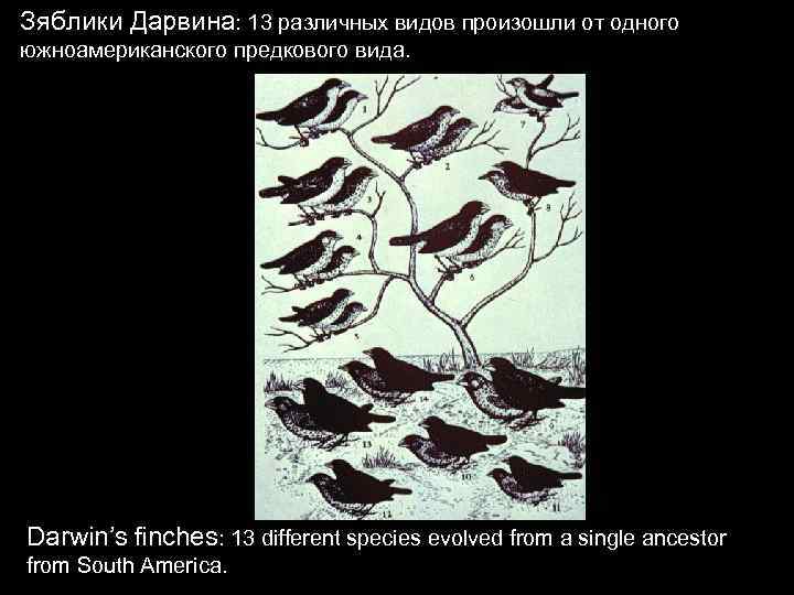 Зяблики Дарвина: 13 различных видов произошли от одного южноамериканского предкового вида. Darwin’s finches: 13