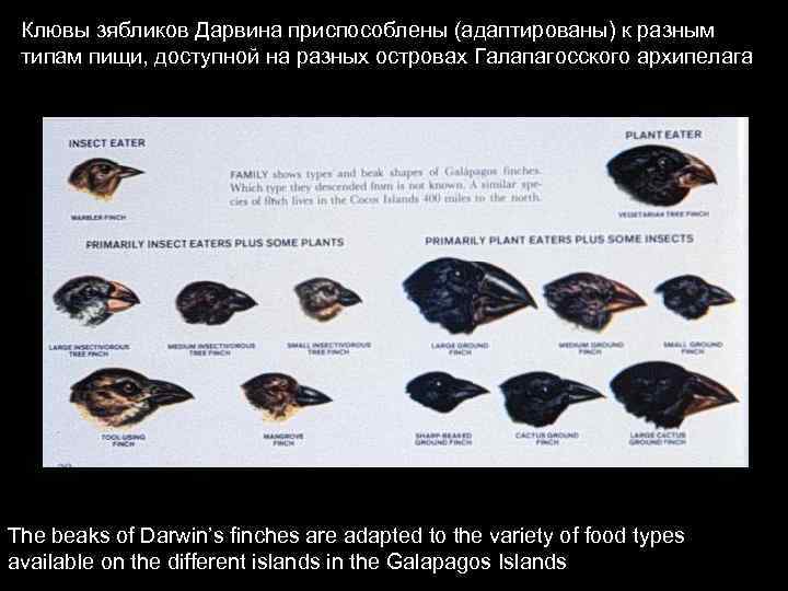 Клювы зябликов Дарвина приспособлены (адаптированы) к разным типам пищи, доступной на разных островах Галапагосского
