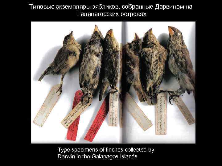 Типовые экземпляры зябликов, собранные Дарвином на Галапагосских островах Type specimens of finches collected by