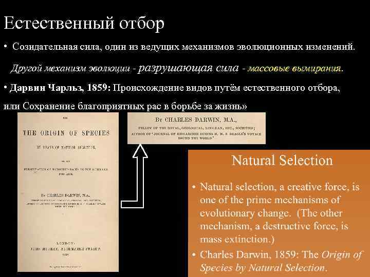Естественный отбор • Созидательная сила, один из ведущих механизмов эволюционных изменений. Другой механизм эволюции