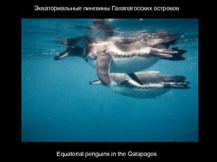 Экваториальные пингвины Галапагосских островов Equatorial penguins in the Galapagos 