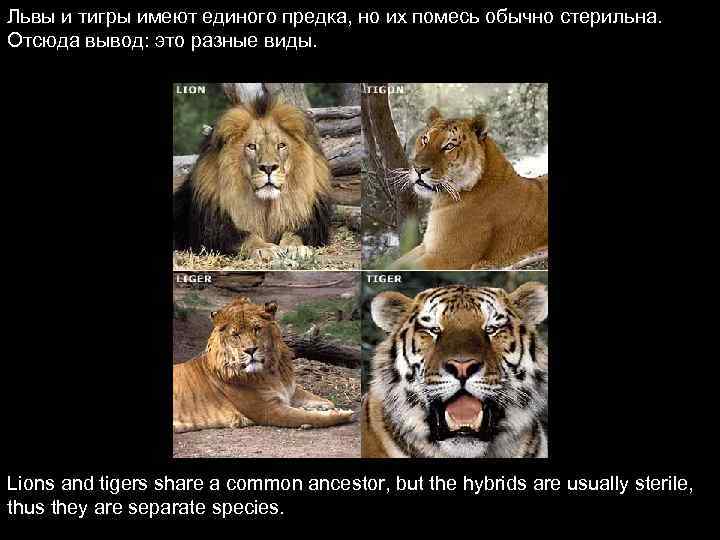 Львы и тигры имеют единого предка, но их помесь обычно стерильна. Отсюда вывод: это