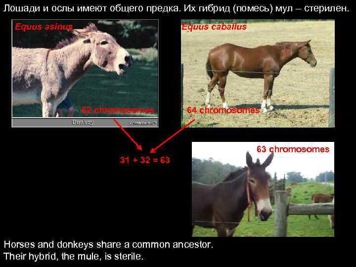 Лошади и ослы имеют общего предка. Их гибрид (помесь) мул – стерилен. Equus asinus