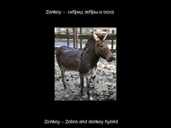 Zonkey – гибрид зебры и осла Zonkey – Zebra and donkey hybrid 
