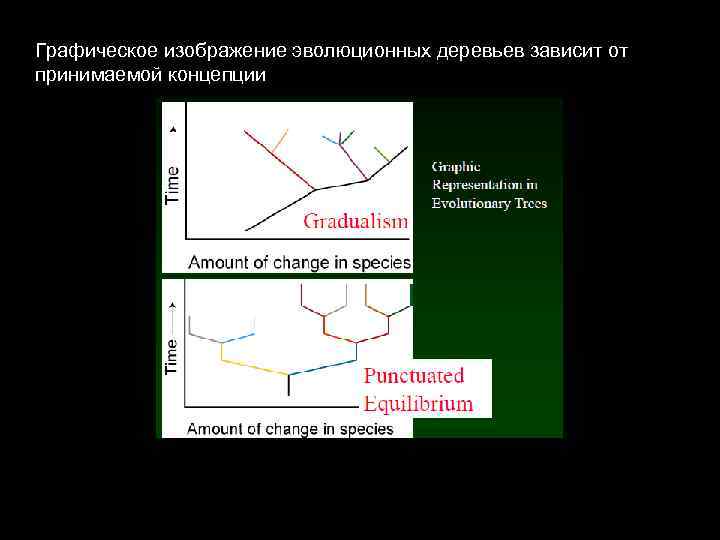 Графическое изображение эволюционных деревьев зависит от принимаемой концепции 